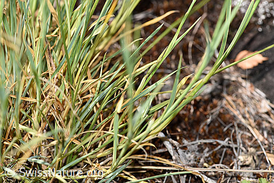 Foto: Gewöhnliche Kartäuser-Nelke (Dianthus carthusianorum). Blätter.