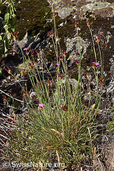 Photo: Dianthus carthusianorum. Whole plant (habiti).