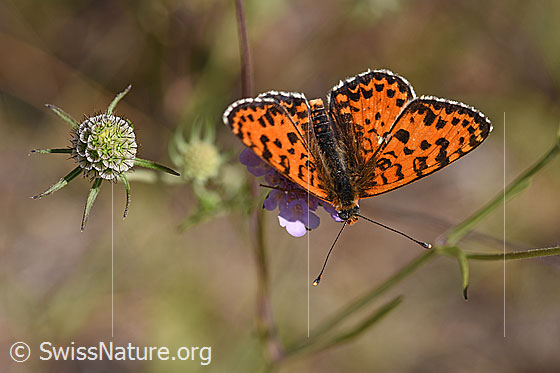 Photo: Melitaea didyma on Scabiosa columbaria. Male. Wings open. View diagonally from the front.