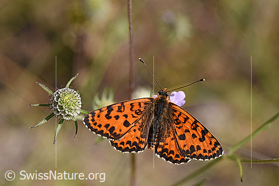 Photo: Melitaea didyma on Scabiosa columbaria. Male. Wings open. View from above.