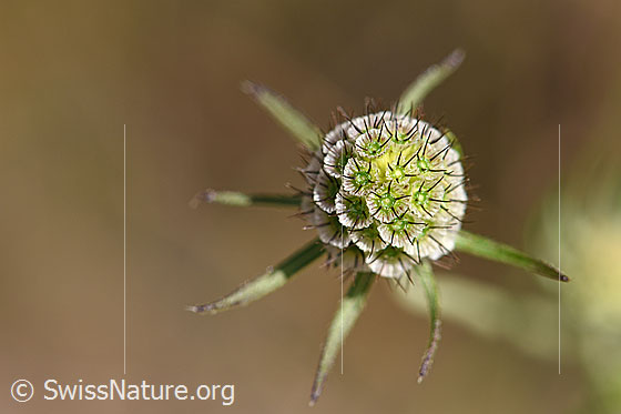 Foto: Gemeine Skabiose (Scabiosa columbaria). Blüte verblüht.