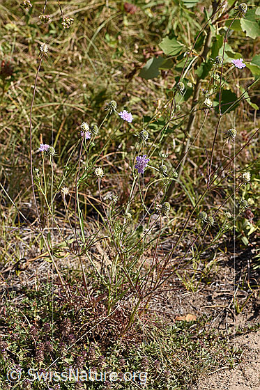 Foto: Gemeine Skabiose (Scabiosa columbaria). Ganze Pflanze (Habitus).