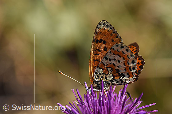 Foto: Roter Scheckenfalter (Melitaea didyma) auf Skabiosen-Flockenblume (Centaurea scabiosa). 
Schmetterling: Flügel geschlossen, Ansicht von der Seite.