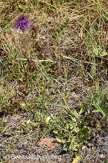 Foto: Skabiosen-Flockenblume (Centaurea scabiosa). Ganze Pflanze.