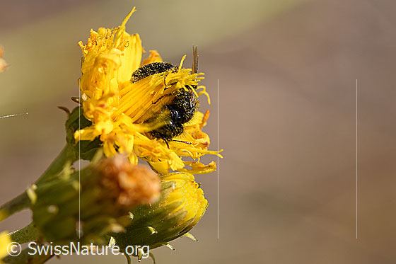 Foto: Stumpfzähnige Zottelbiene (Panurgus calcaratus) auf Blüte. Länge 7 - 9mm. Männchen. Ansicht von schräg vorne.