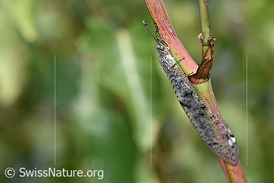 Foto: Geflecktflüglige Ameisenjungfer (Euroleon nostras) an Zweig von Schwalbenwurz (Vincetoxicum hirundinaria). Flügel an den Körper angelegt.