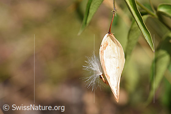 Foto: Samen und Samenhüllse des Schwalbenwurz (Vincetoxicum hirundinaria)