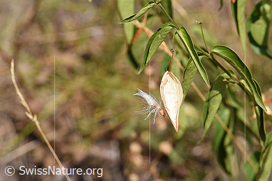 Foto: Schwalbenwurz (Vincetoxicum hirundinaria): Samen und Samenhüllse