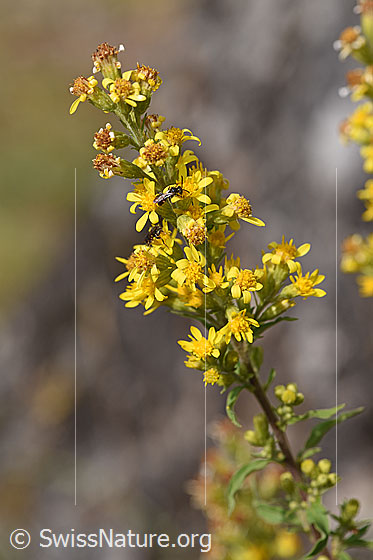 Echte Goldrute (Solidago virgaurea ssp. virgaurea)