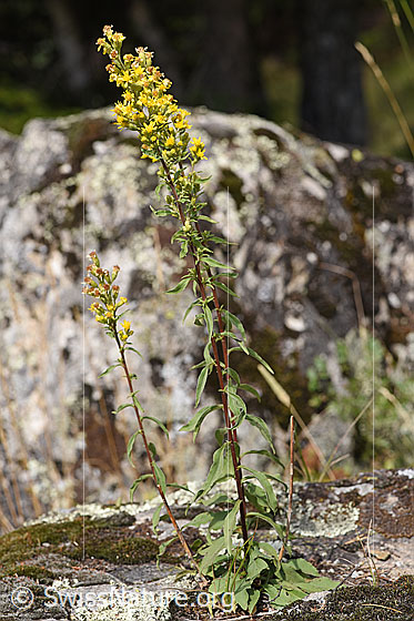 Foto: Echte Goldrute (Solidago virgaurea ssp. virgaurea). Ganze Pflanze (Habitus).