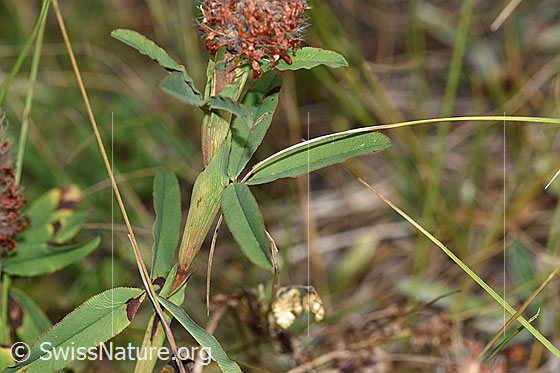 Photo: Trifolium rubens. Leaves and stem.