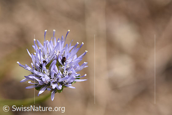 Berg-Jasione (Jasione montana)