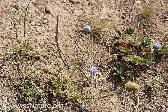 Photo: Jasione montana. Ganze Pflante (habiti).