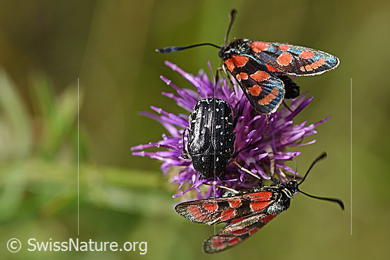 Foto: Trauer-Rosenkäfer (Oxythyrea funesta) auf Skabiosen-Flockenblume (Centaurea scabiosa). Ansicht von oben.
Neben dem Trauer-Rosenkäfer sind zwei Esparsetten-Widderchen (Zygaena carniolica) zu sehen.