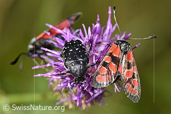 Foto: Trauer-Rosenkäfer (Oxythyrea funesta) auf Skabiosen-Flockenblume (Centaurea scabiosa). Ansicht von vorne.
Neben dem Trauer-Rosenkäfer ist ein Esparsetten-Widderchen (Zygaena carniolica) zu sehen.