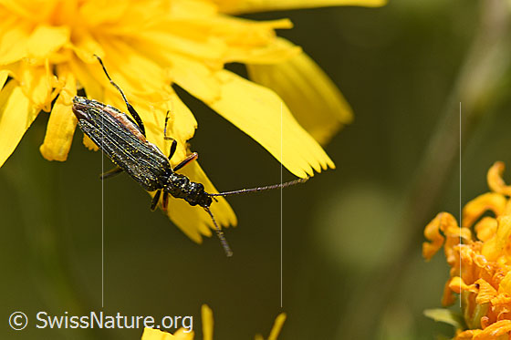 Graugrüner Schenkelkäfer (Oedemera virescens)