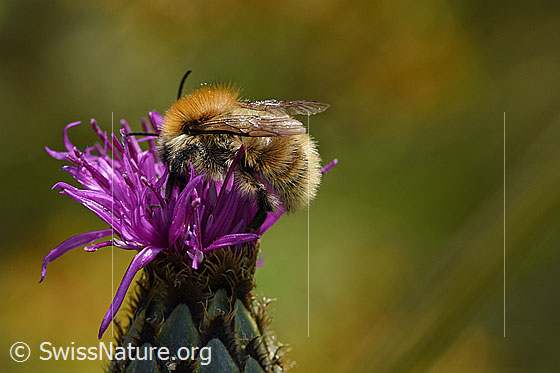 Foto: Wahrscheinlich Veränderliche Hummel (Bombus humilis) auf Skabiosen-Flockenblume (Centaurea scabiosa). Länge 9 - 18mm. Ansicht von der Seite.