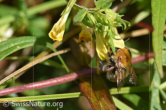 Foto: Wahrscheinlich Veränderliche Hummel (Bombus humilis) an Heide-Wachtelweizen (Melampyrum pratense). Länge 9 - 18mm. Ansicht von seitlich oben.