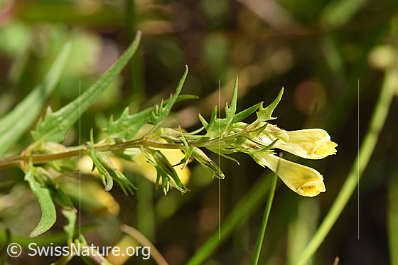 Foto: Heide-Wachtelweizen (Melampyrum pratense). Blüten und Blätter.