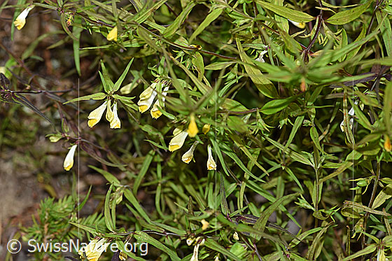 Foto: Heide-Wachtelweizen (Melampyrum pratense). Blüten und Blätter.