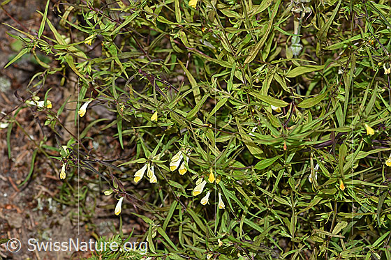 Foto: Heide-Wachtelweizen (Melampyrum pratense). Blüten und Blätter.