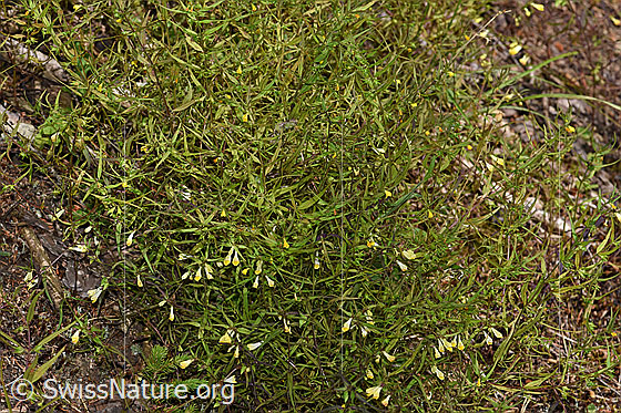 Foto: Heide-Wachtelweizen (Melampyrum pratense). Ganze Pflanze.