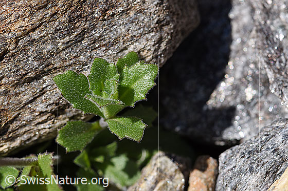 Foto: Alpen-Gänsekresse (Arabis alpina). Blätter.