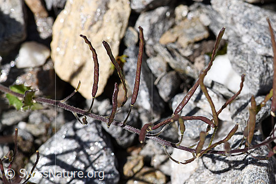 Foto: Alpen-Gänsekresse (Arabis alpina). Fruchtkapseln.