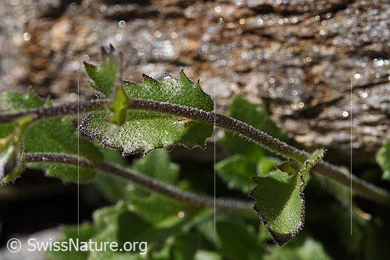 Foto: Alpen-Gänsekresse (Arabis alpina). Stängel und Blätter.