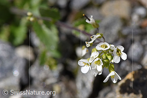 Foto: Alpen-Gänsekresse (Arabis alpina). Blüten. Ansicht von oben.