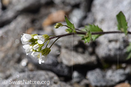 Foto: Alpen-Gänsekresse (Arabis alpina). Blüten, Stängel und Blätter. Ansicht von der Seite.