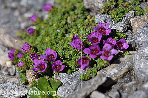 Foto: Gegenblättriger Steinbrech (Saxifraga oppositifolia). Blüten und Blattrosetten.