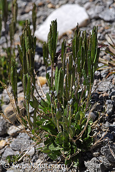 Foto: Bläuliche Gänsekresse (Arabis caerulea). Ganze Pflanze (Habitus). Verblüht mit Fruchthülsen.