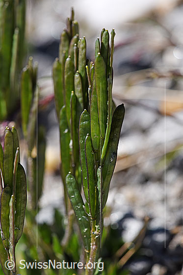 Photo: Arabis caerulea. Fruit pods.