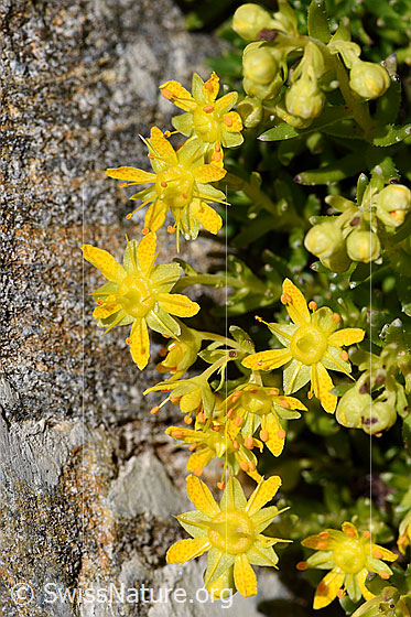 Foto: Bewimperter Steinbrech (Saxifraga aizoides). Blüten.