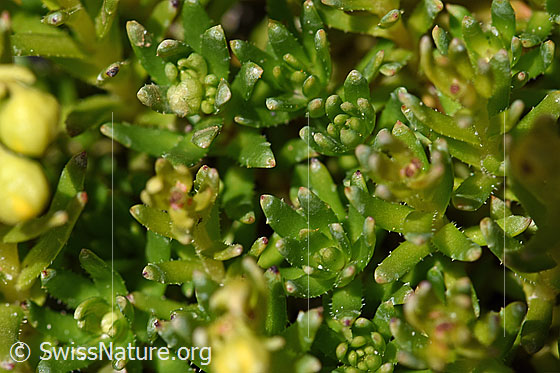 Foto: Bewimperter Steinbrech (Saxifraga aizoides). Blätter.