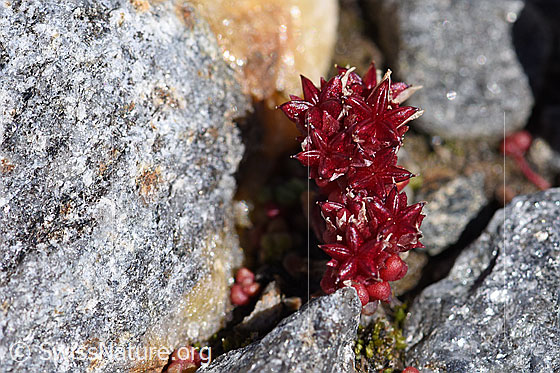 Photo: Sedum atratum. Whole plant (habiti).