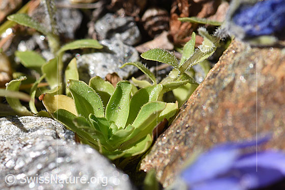 Photo: Campanula cenisia. Leaves.