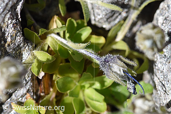 Photo: Campanula cenisia. Whole plant. Blossom faded.
