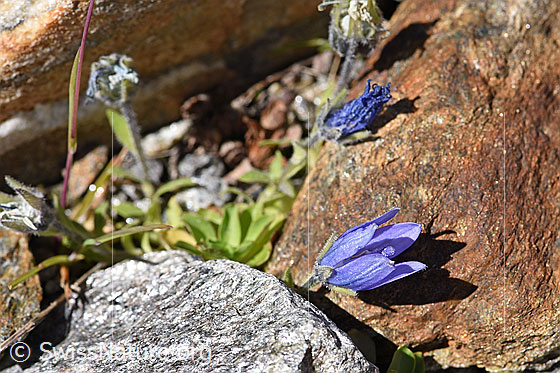 Photo: Campanula cenisia. Whole plant (habiti).