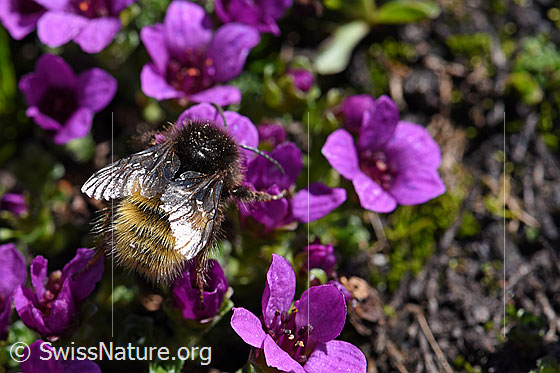 Photo: Bombus wurflenii on Saxifraga oppositifolia. Length 13 - 16mm.