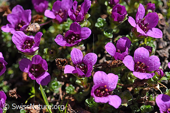 Gegenblättriger Steinbrech (Saxifraga oppositifolia)