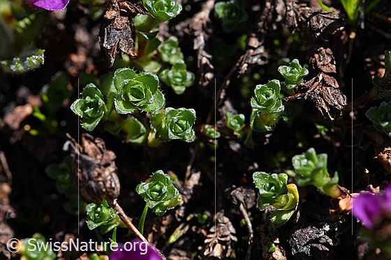Foto: Blühender gegenblättriger Steinbrech (Saxifraga oppositifolia). Blätter.