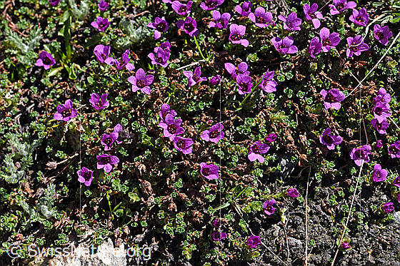 Foto: Blühender gegenblättriger Steinbrech (Saxifraga oppositifolia). Ganzes Polster.