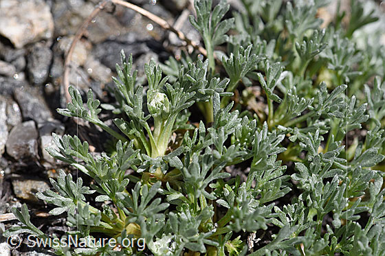 Foto: Ährige Edelraute (Artemisia genipi). Blätter.