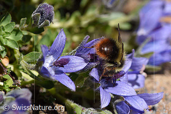 Photo: Bombus sichelii on Campanula cenisia. View from behind.