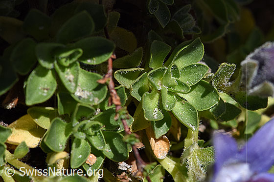 Foto: Mont Cenis-Glockenblume (Campanula cenisia). Blätter.