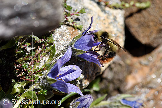Photo: Bombus sichelii on Campanula cenisia. View from the side.