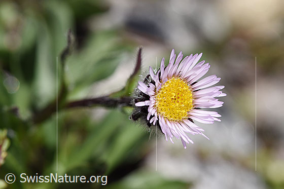 Foto: Einköpfiges Berufkraut (Erigeron uniflorus). Blüte. Die wollige Behaarung des Blütenstandes ist sichtbar.