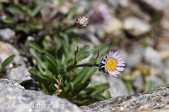 Foto: Einköpfiges Berufkraut (Erigeron uniflorus). Ganze Pflanze (Habitus).